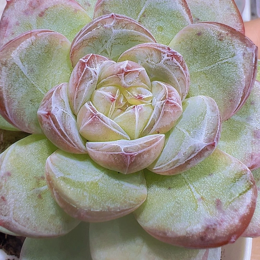 大星星珍妮19包邮多肉植物