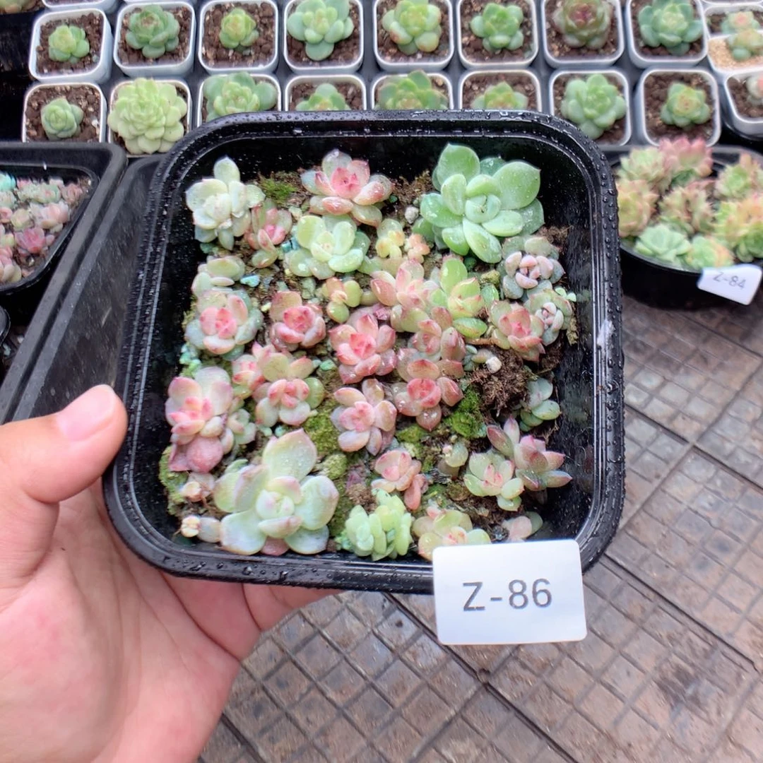 无花朵Z86英语英语