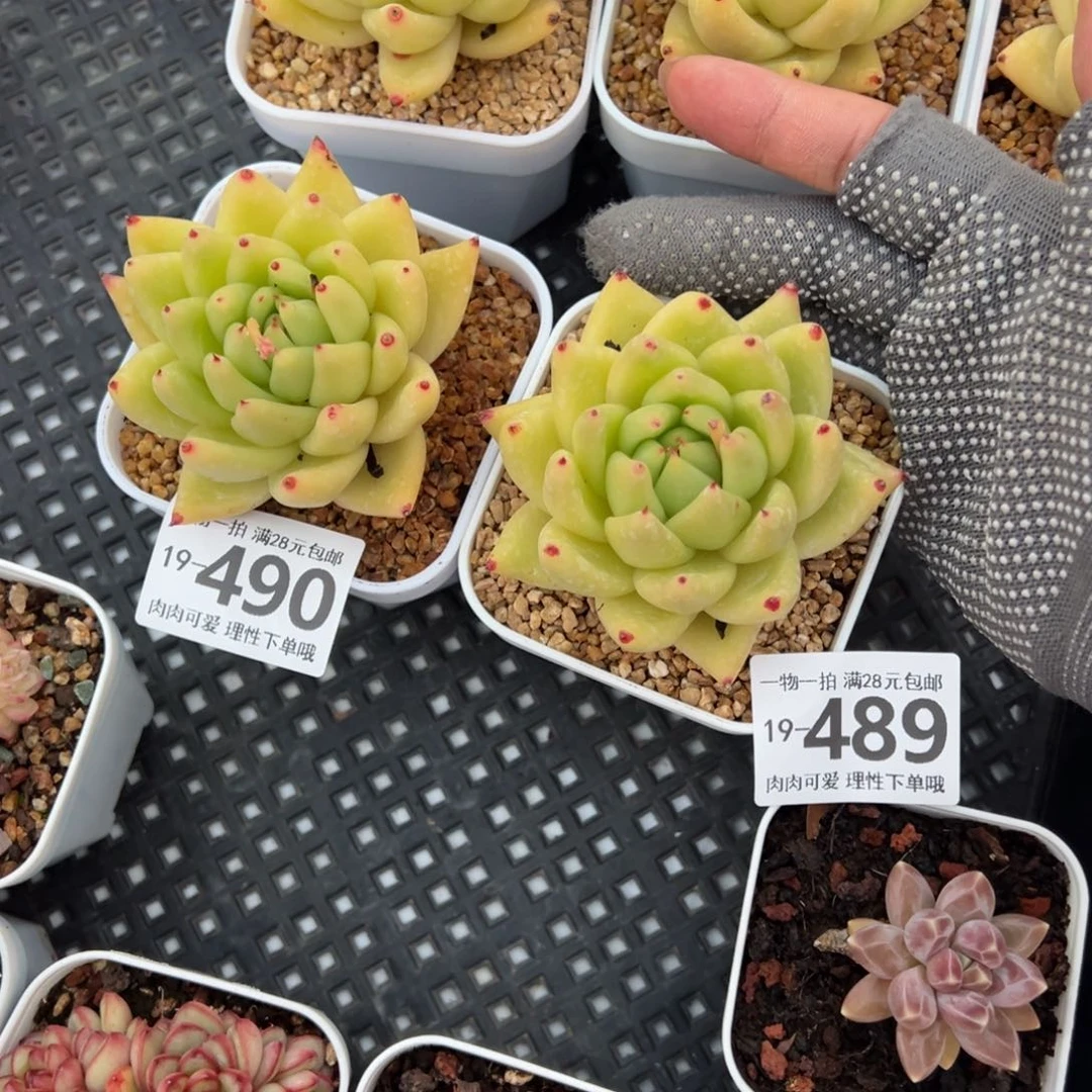 梦*黄金玛利亚多肉多肉多肉多肉