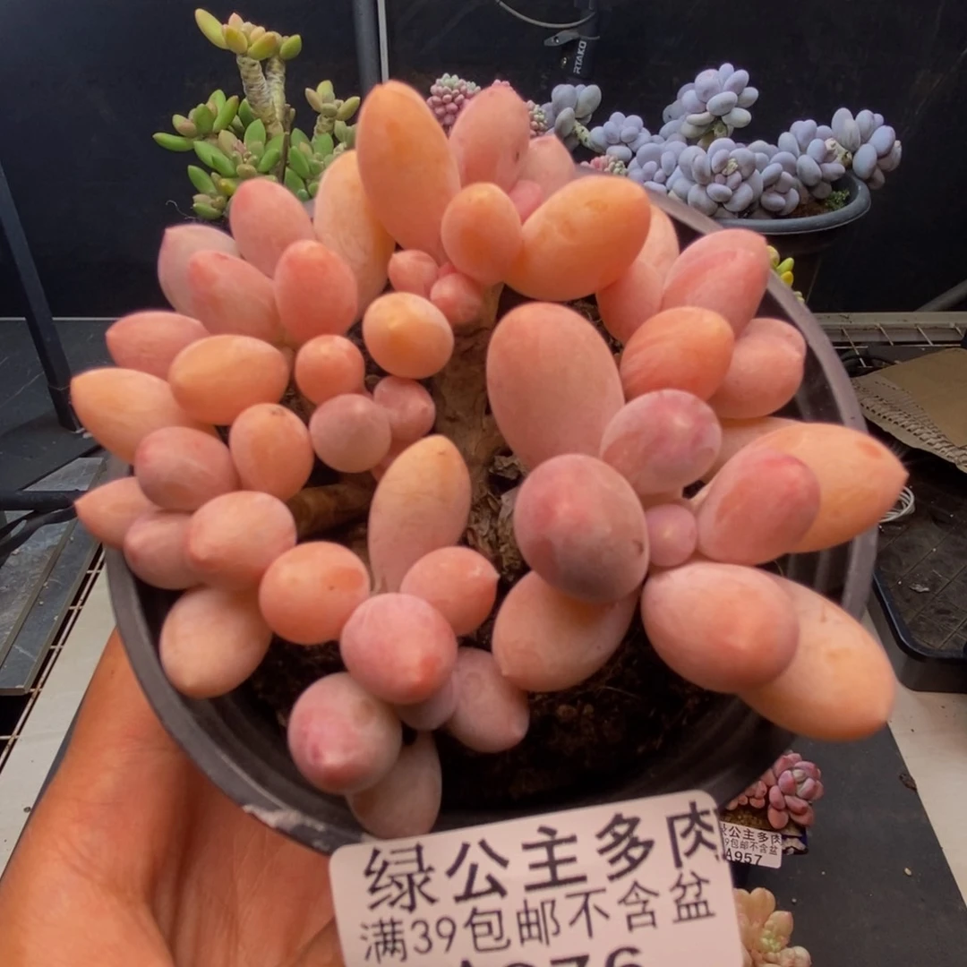 976香水手指奶多肉8c m