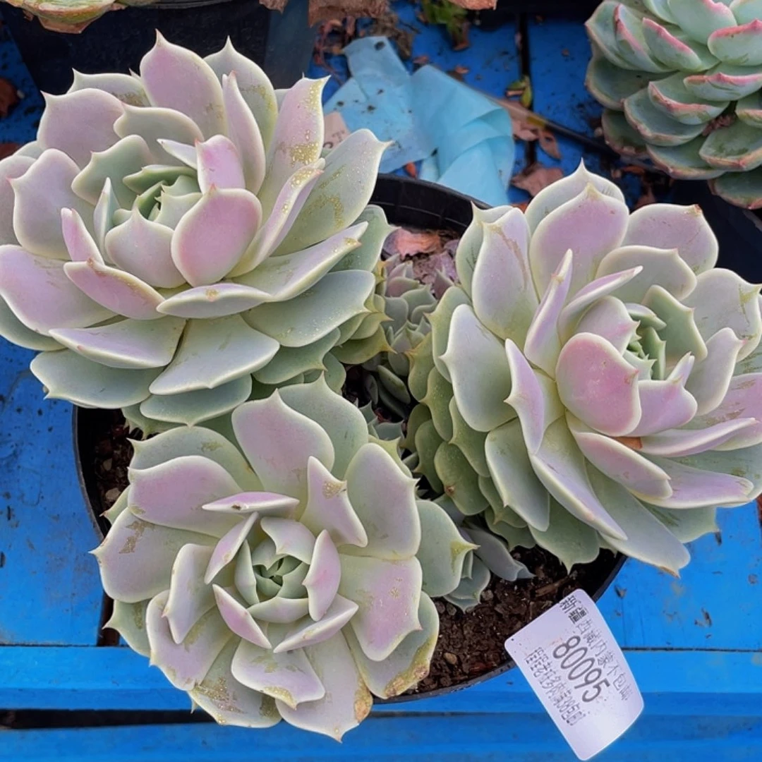 ?****?露娜连80095多肉多肉