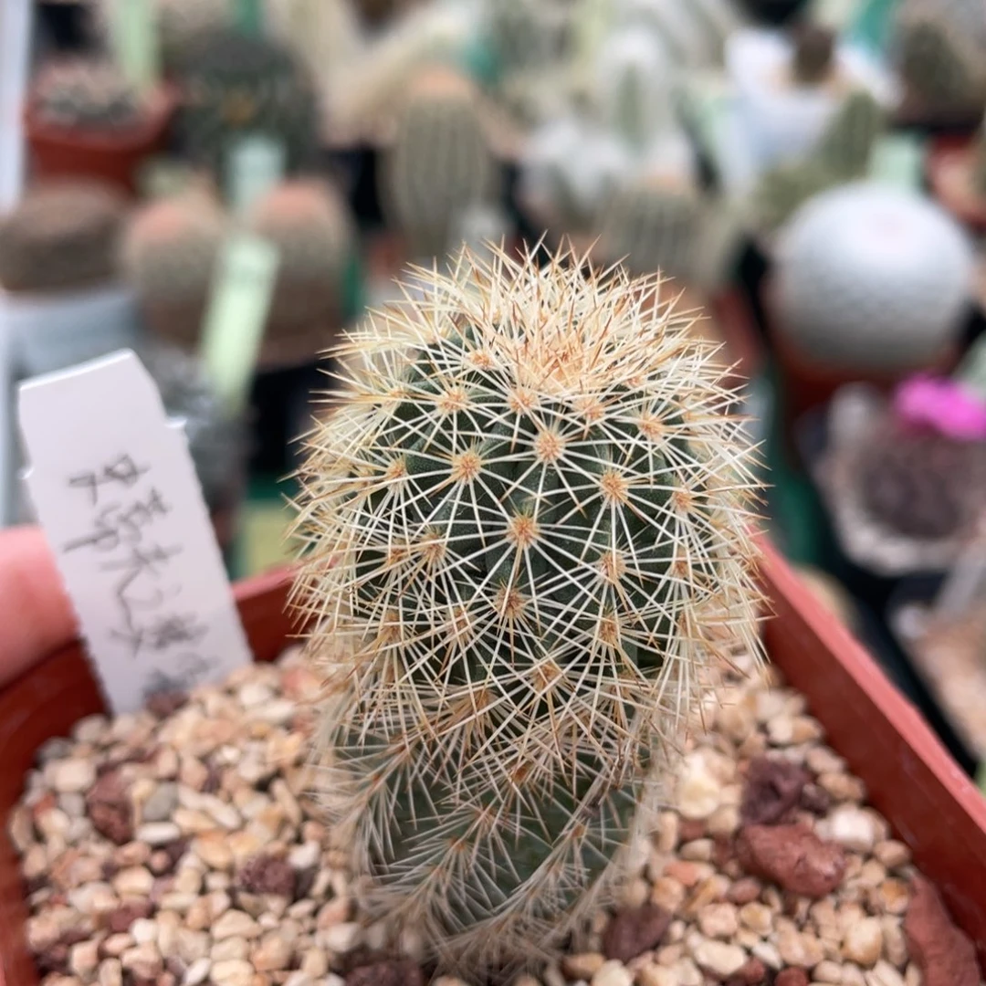 鹿角柱实生仙人球史蒂夫杂交