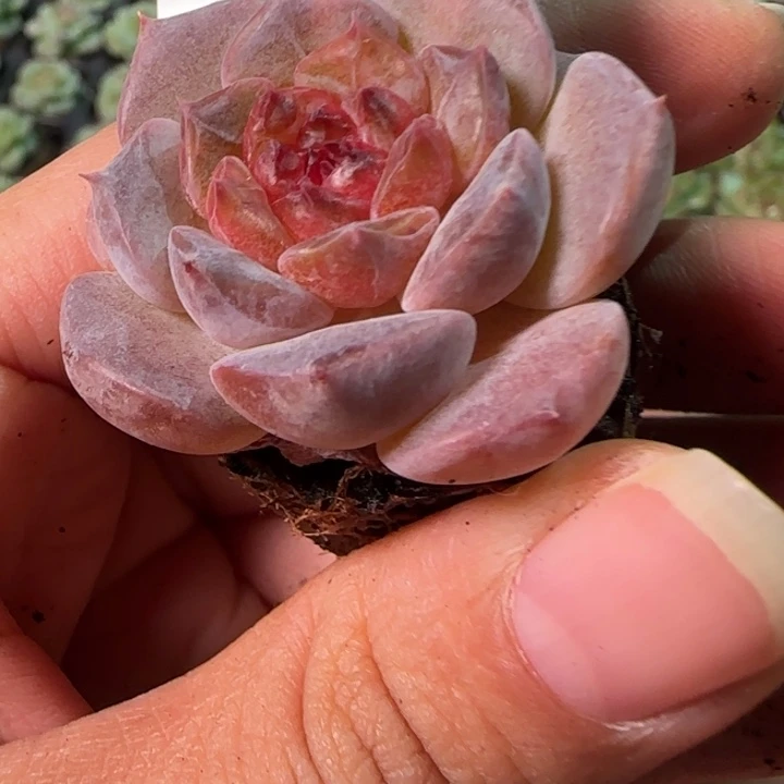 沐白溏心441号¥9.9包邮