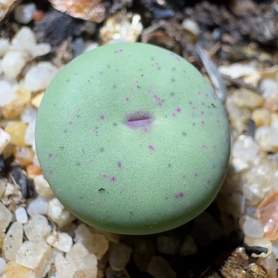 老板美货高品质货621