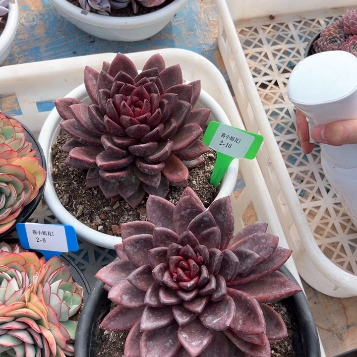 2.10太阳宝石脱土一个脱土