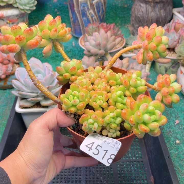 大4518:？zvzvxvcbbbbb