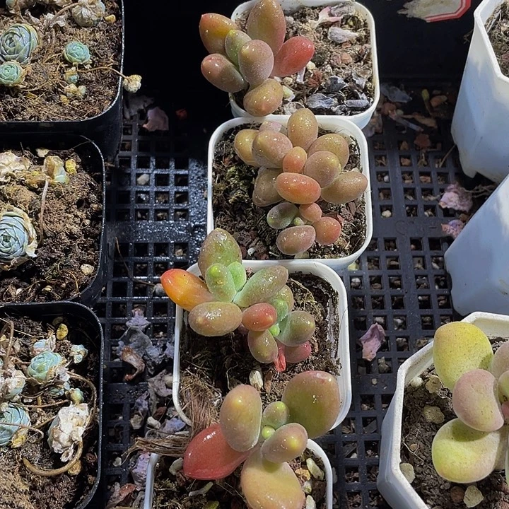 芒果奶带盆土发货