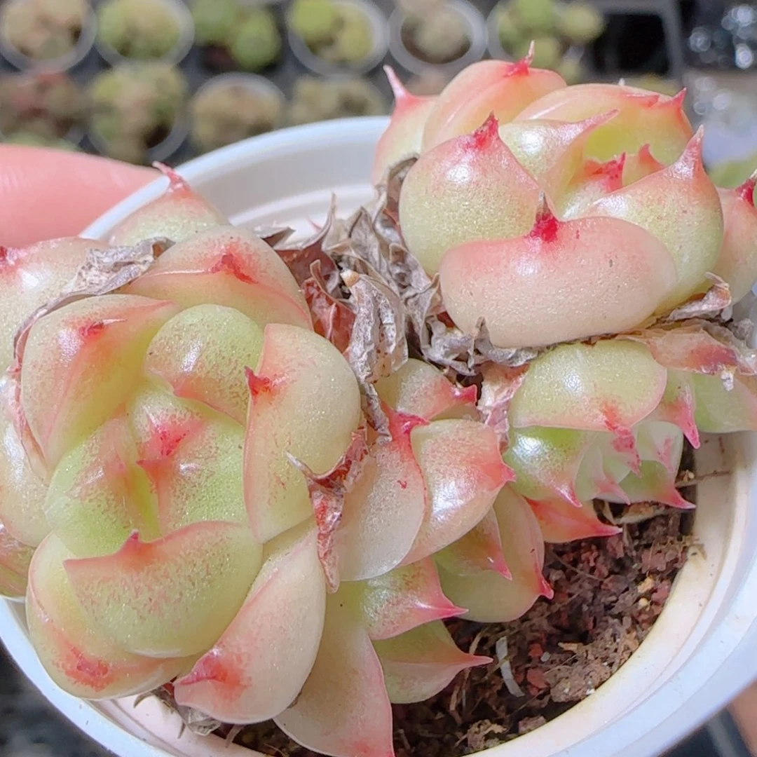 花语逸镜1101-28散