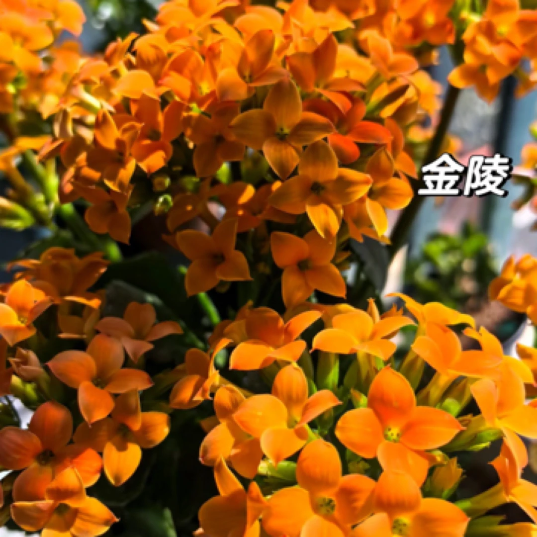 【金陵110盆】橙色单瓣精品长寿 室内懒人花盆栽