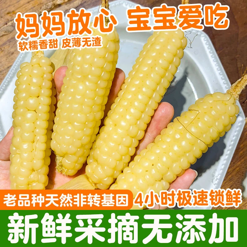 云南西双版纳拇指玉米香甜软糯真空装可做早餐的小玉米棒