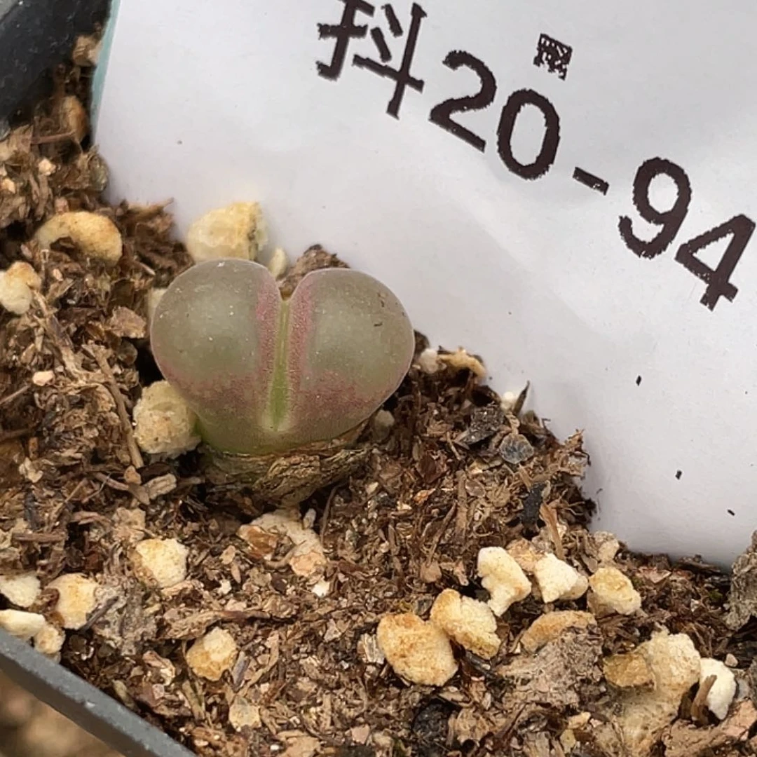 20-94小苗c10多肉植物