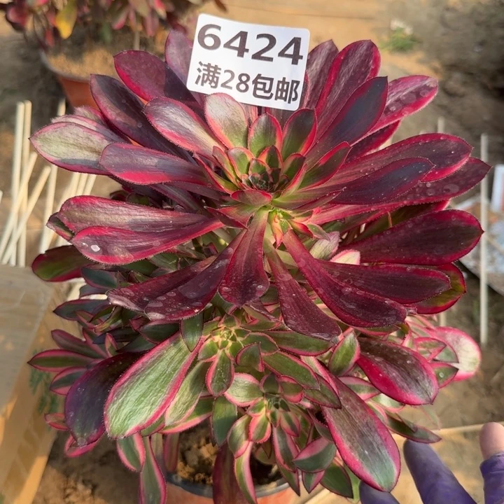 6424二号棚香奈尔E