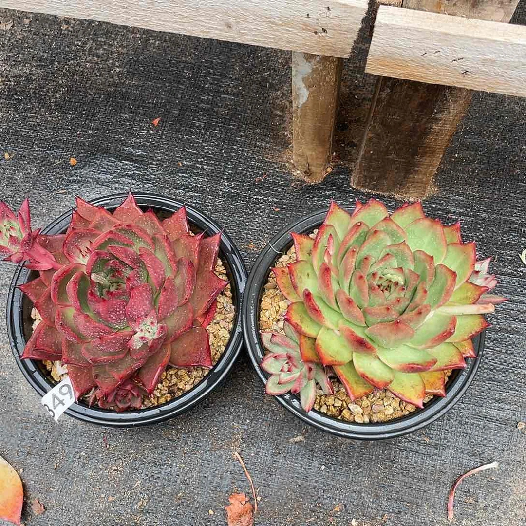 若如东云组拍349 （发冷链）