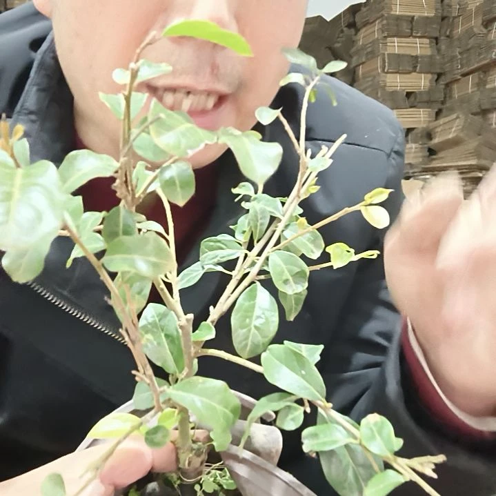 镇园红金弹子嫁接苗