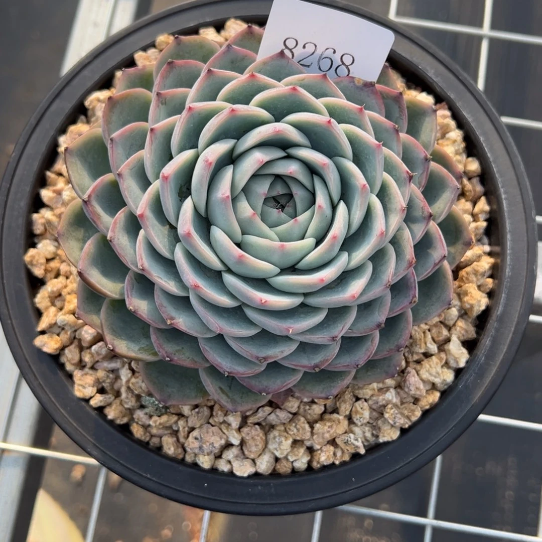 S****g8268多多肉多多多的