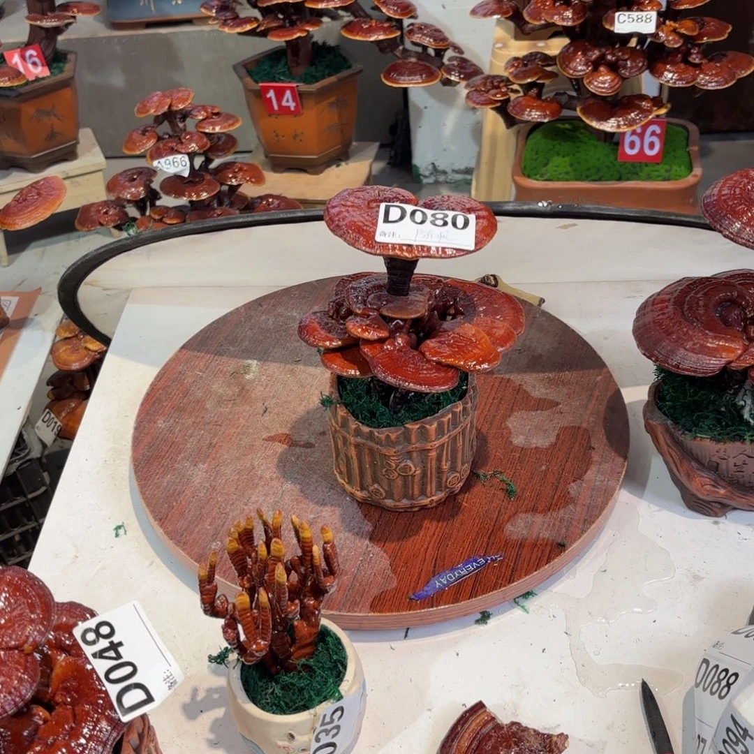 陈***凤灵芝58888888888888888