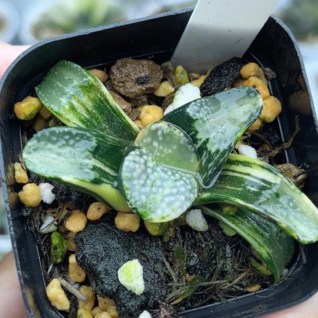 79点点寿锦福利专场