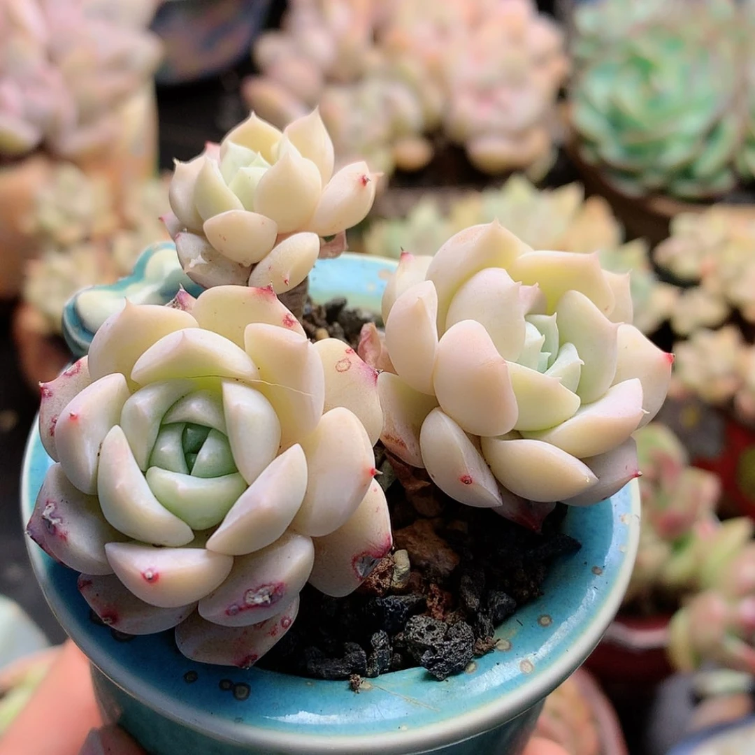 【闪购商品】糖带盆