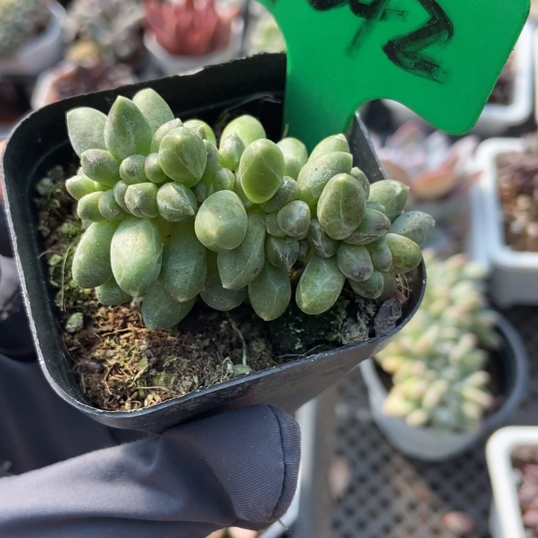 1042千代田多肉植物