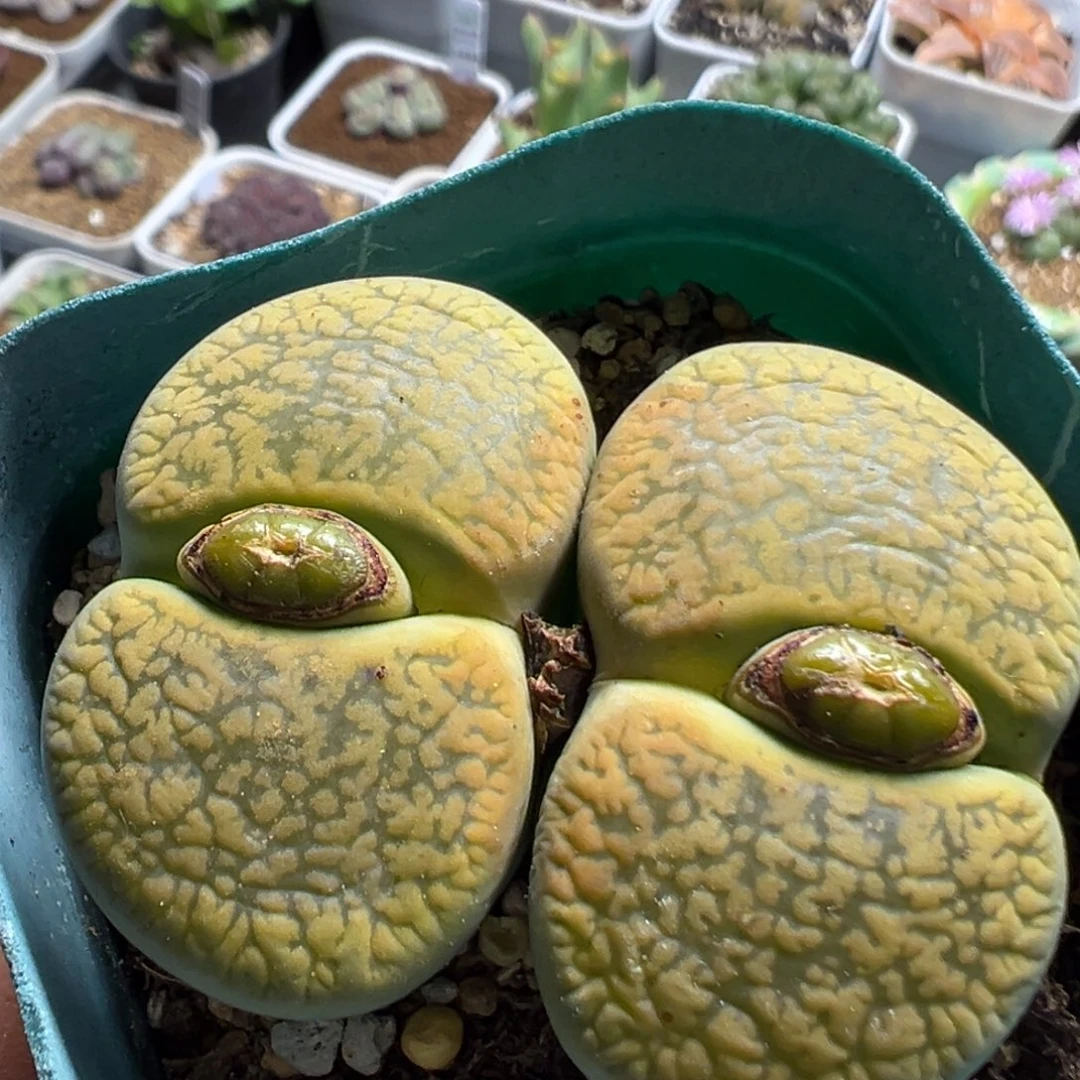 85多肉植物百科植物