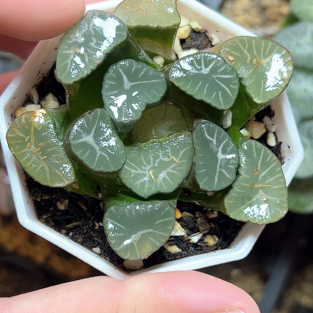 狮子神十二卷多肉植物