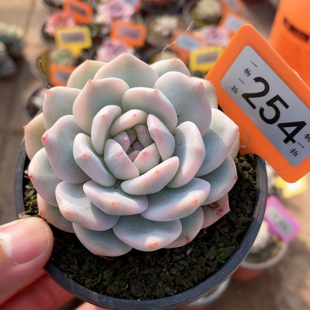 【闪购商品】254号