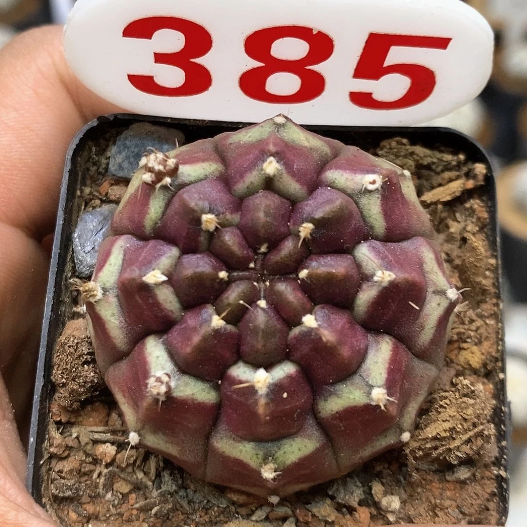 385福利特价咯福利自根梦想