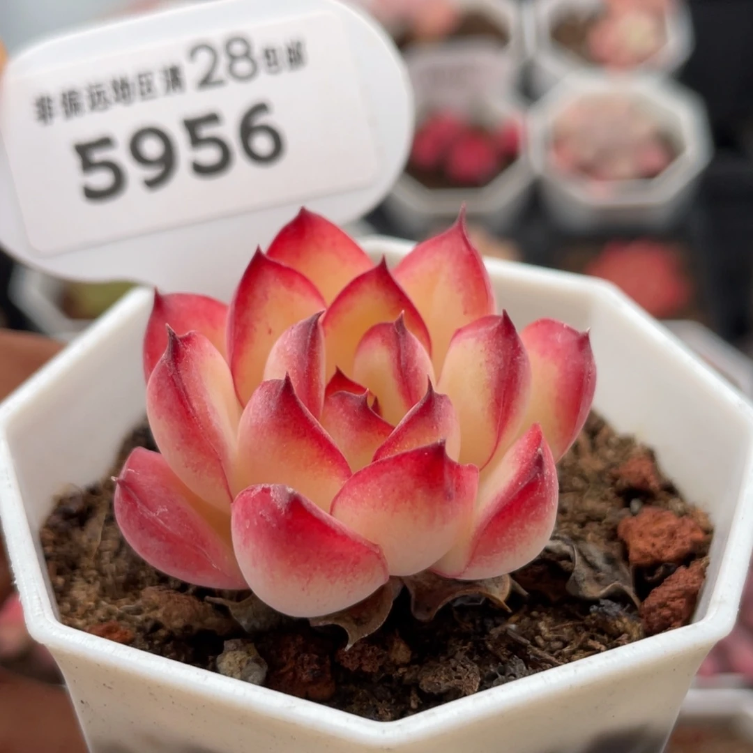 肉酱5956-4.0厘米