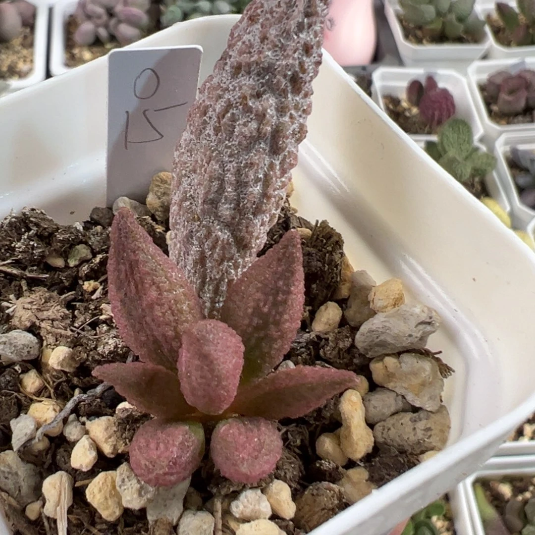 实生新品大苗多肉植物水泡多肉植物