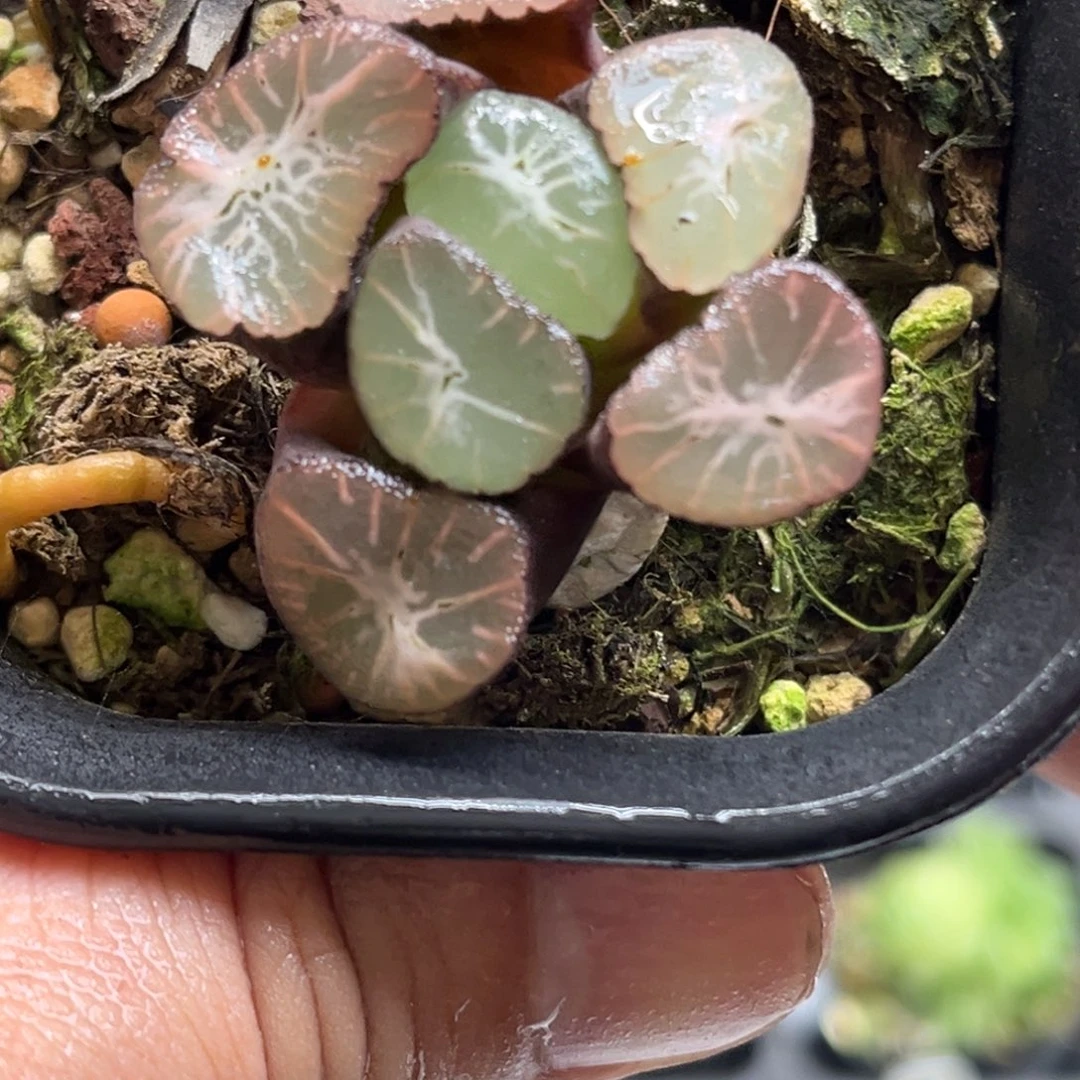 346冰河万象（无根，新手勿拍）