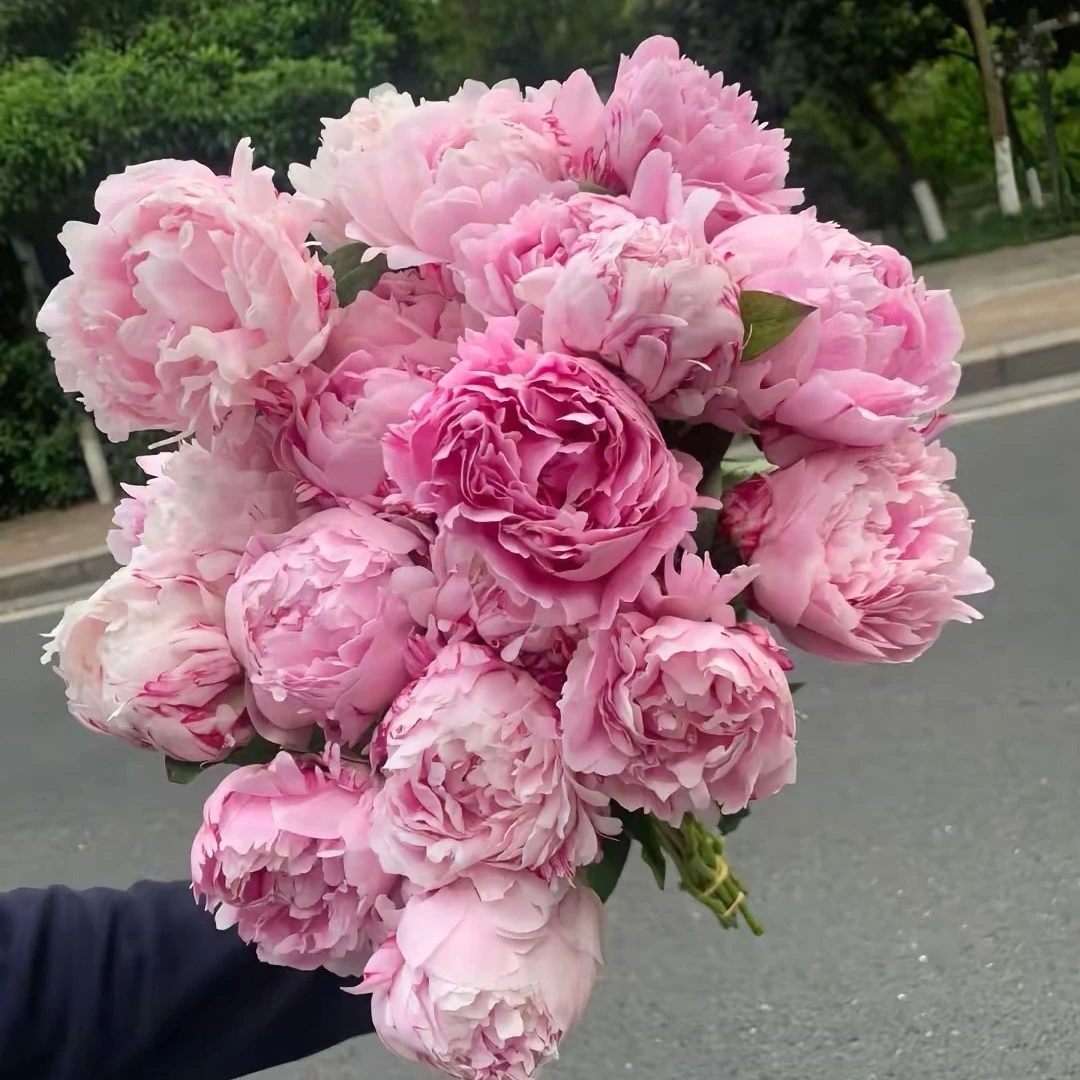 大苗高端芍药（名品高货开播福利）高成活品种，国产新育苗基地直发