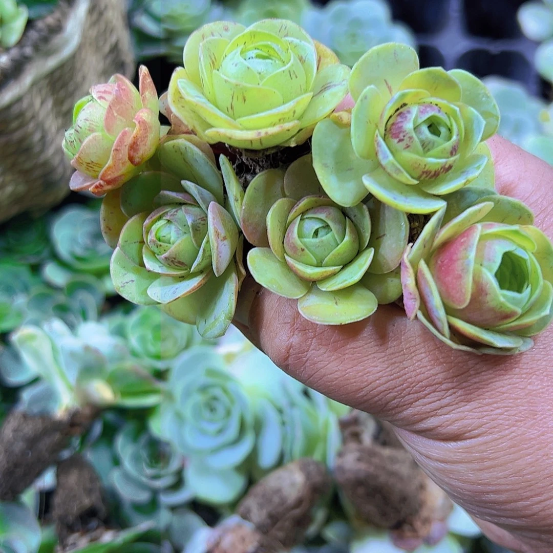 雪英水蜜桃5个19包邮多肉