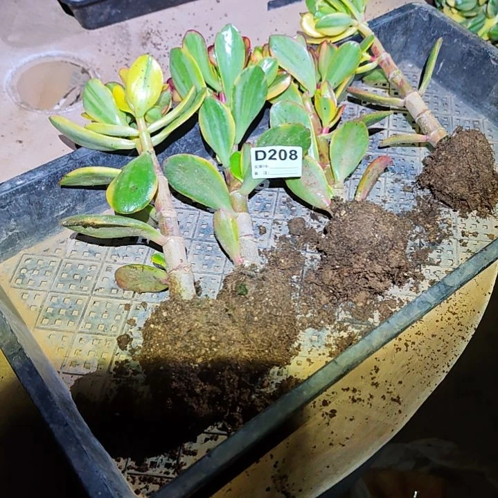 静***歌四棵不同品种花月208