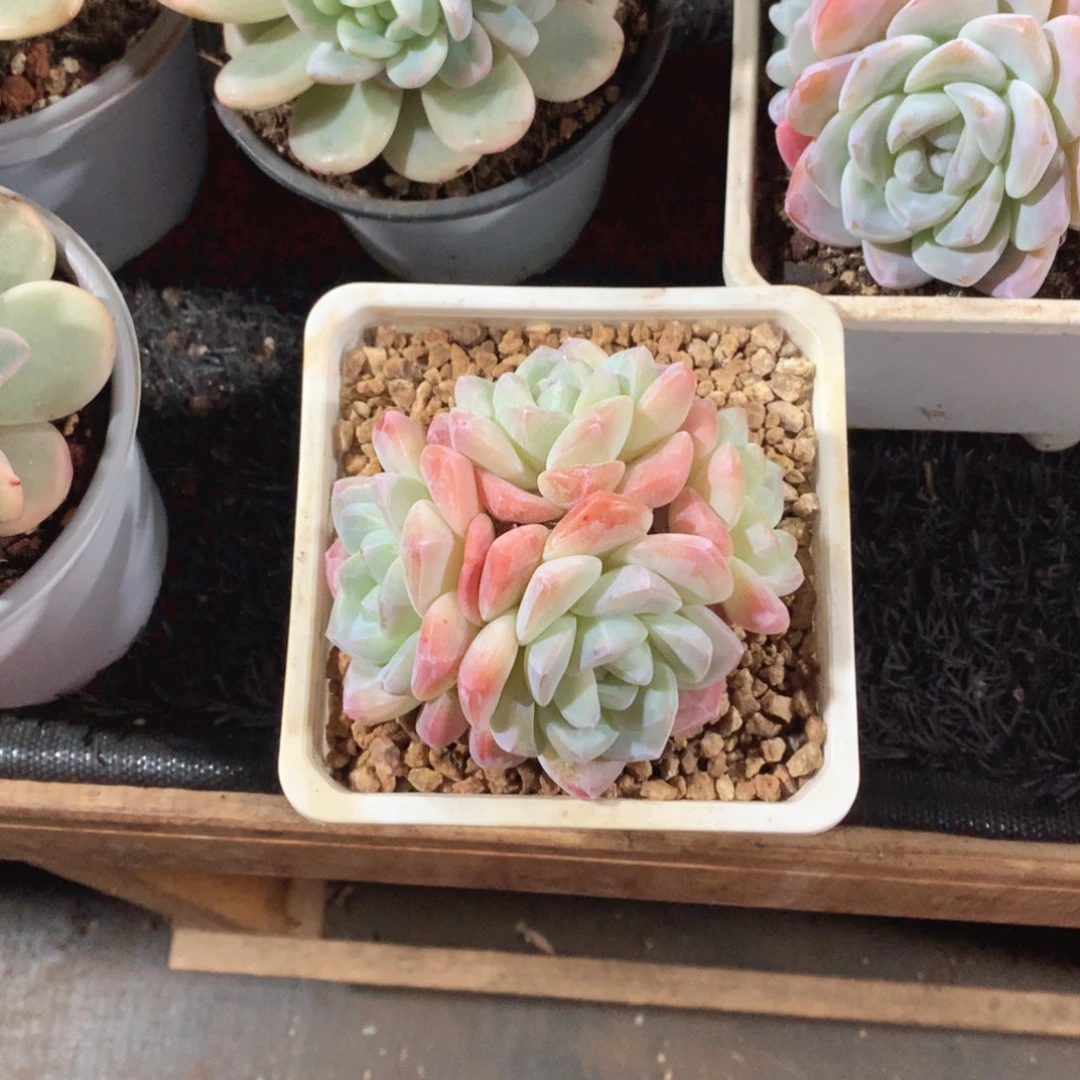 多肉植物多肉植物冰玉