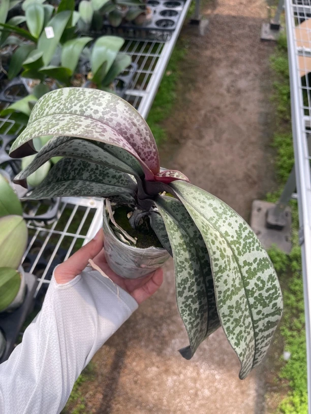 【西蕾丽-西虎斑x银河 带花剑】3.0寸蝴蝶兰苗子｜控水发货