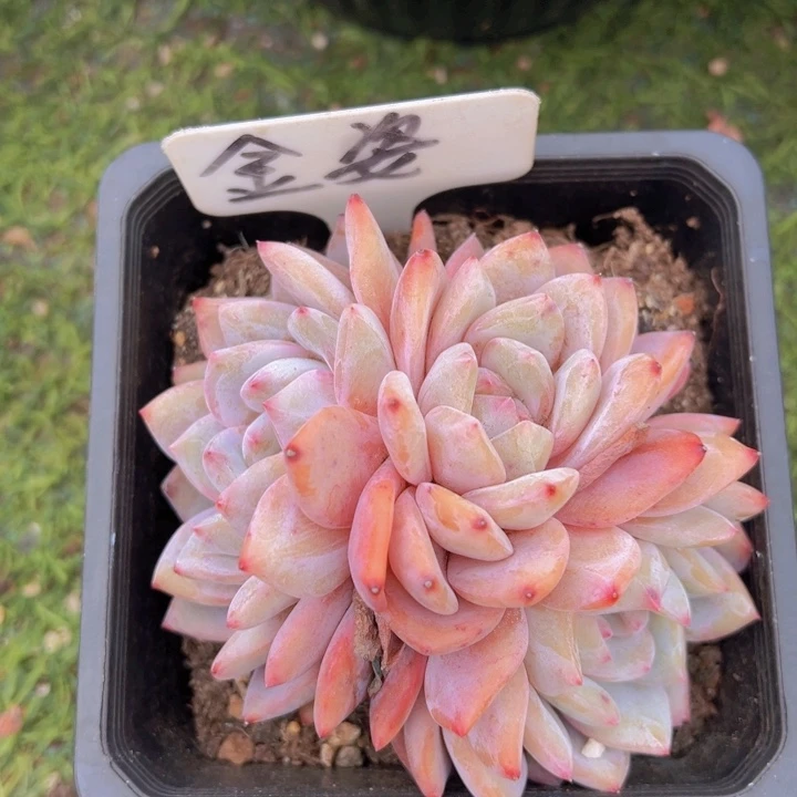 健健康康平平安安