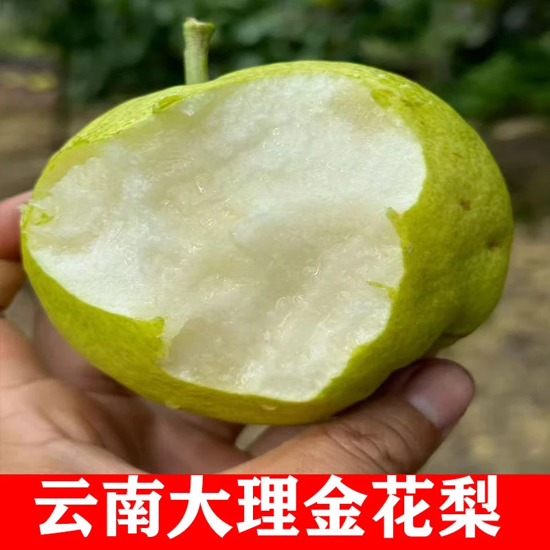 云南大理宾川金花梨新鲜水果5斤整箱包邮梨子