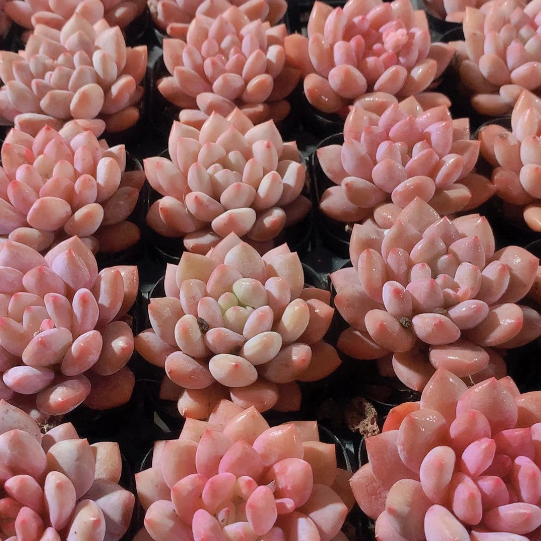 半夏24567899900000