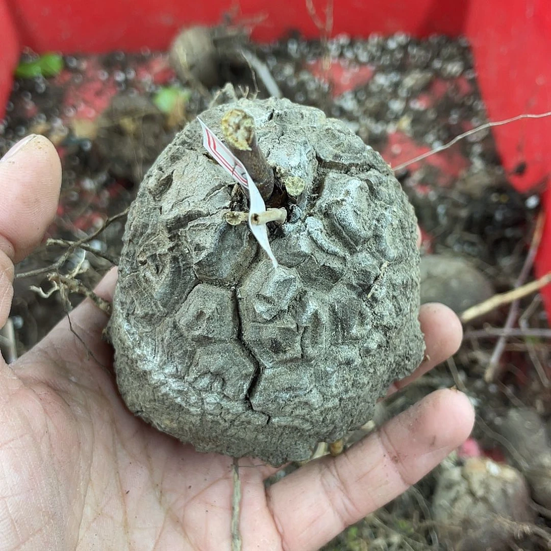 龟甲龙一物一拍1492号