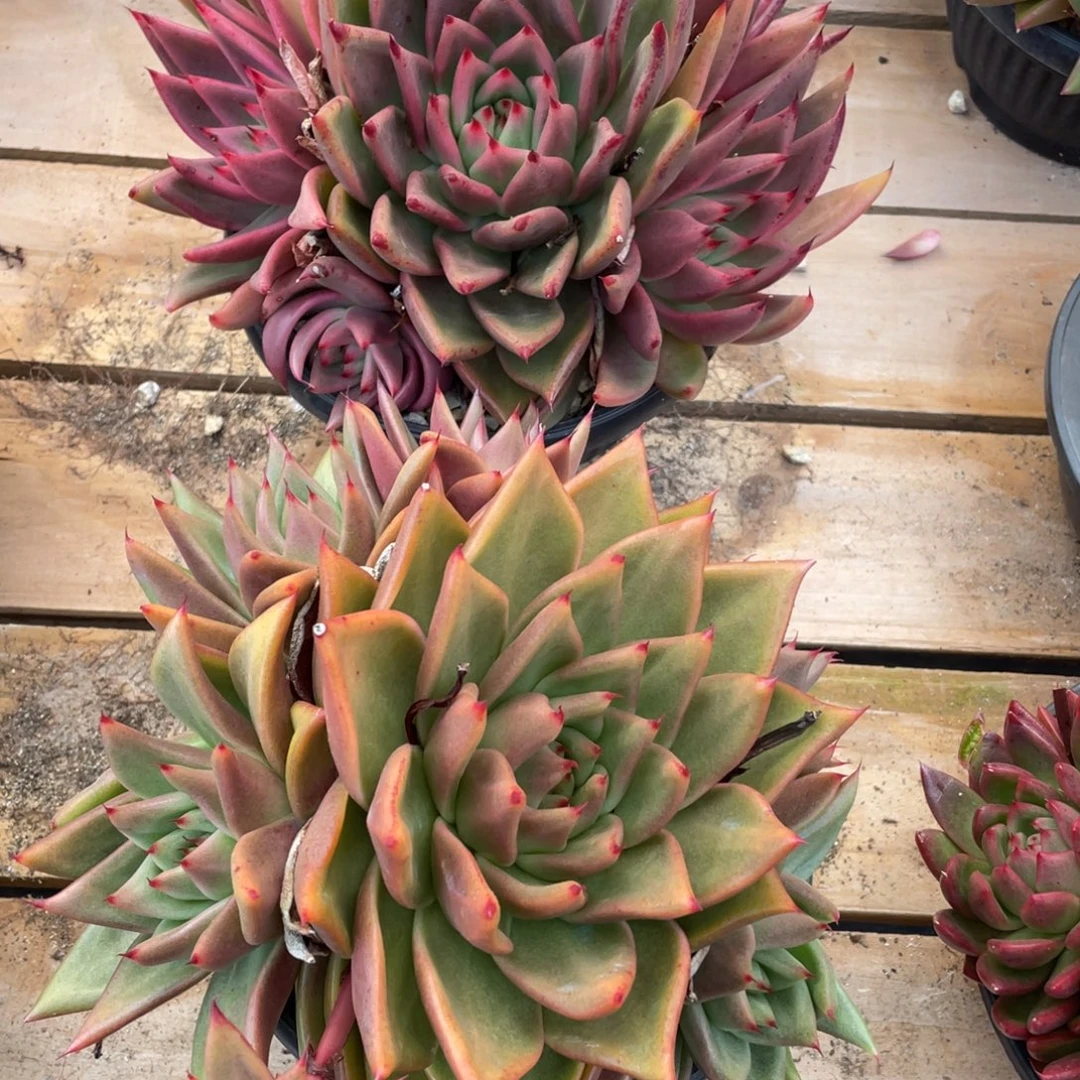 无花朵若如东云组拍E741