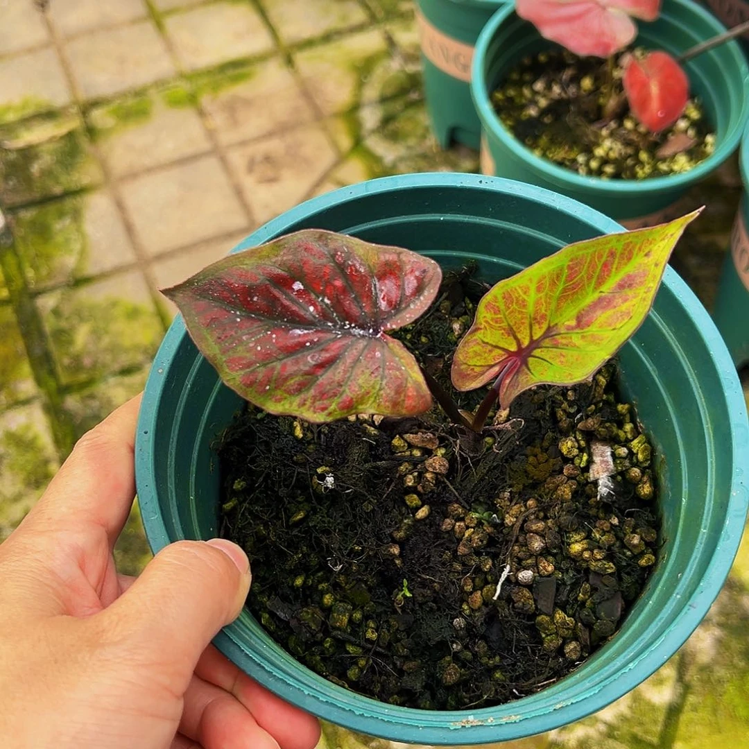 七***一完全开放一物一拍8350