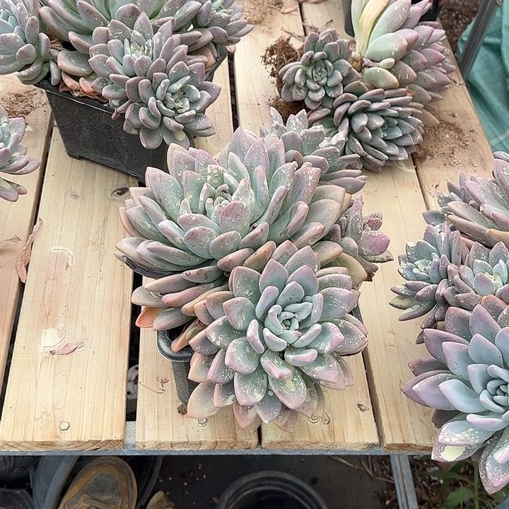 奥普有虫12多肉植物