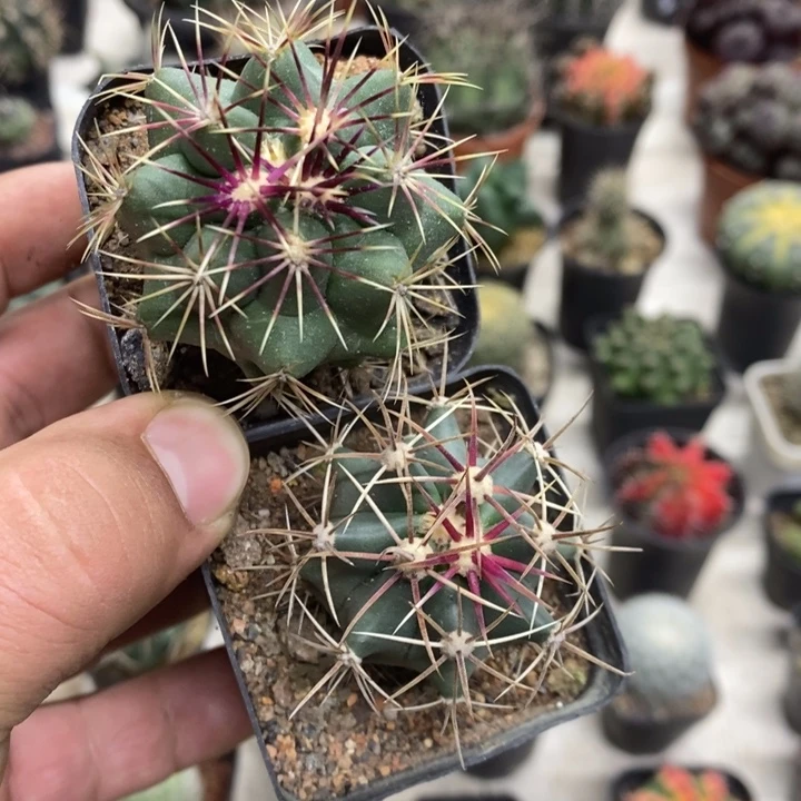 大统领神仙玉2颗特价