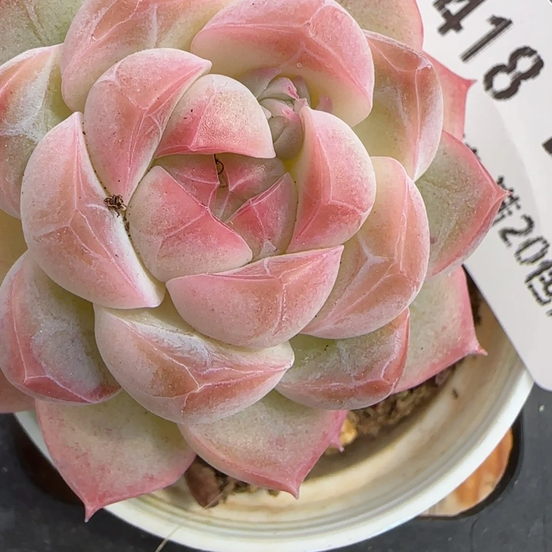 花语逸镜0206-418