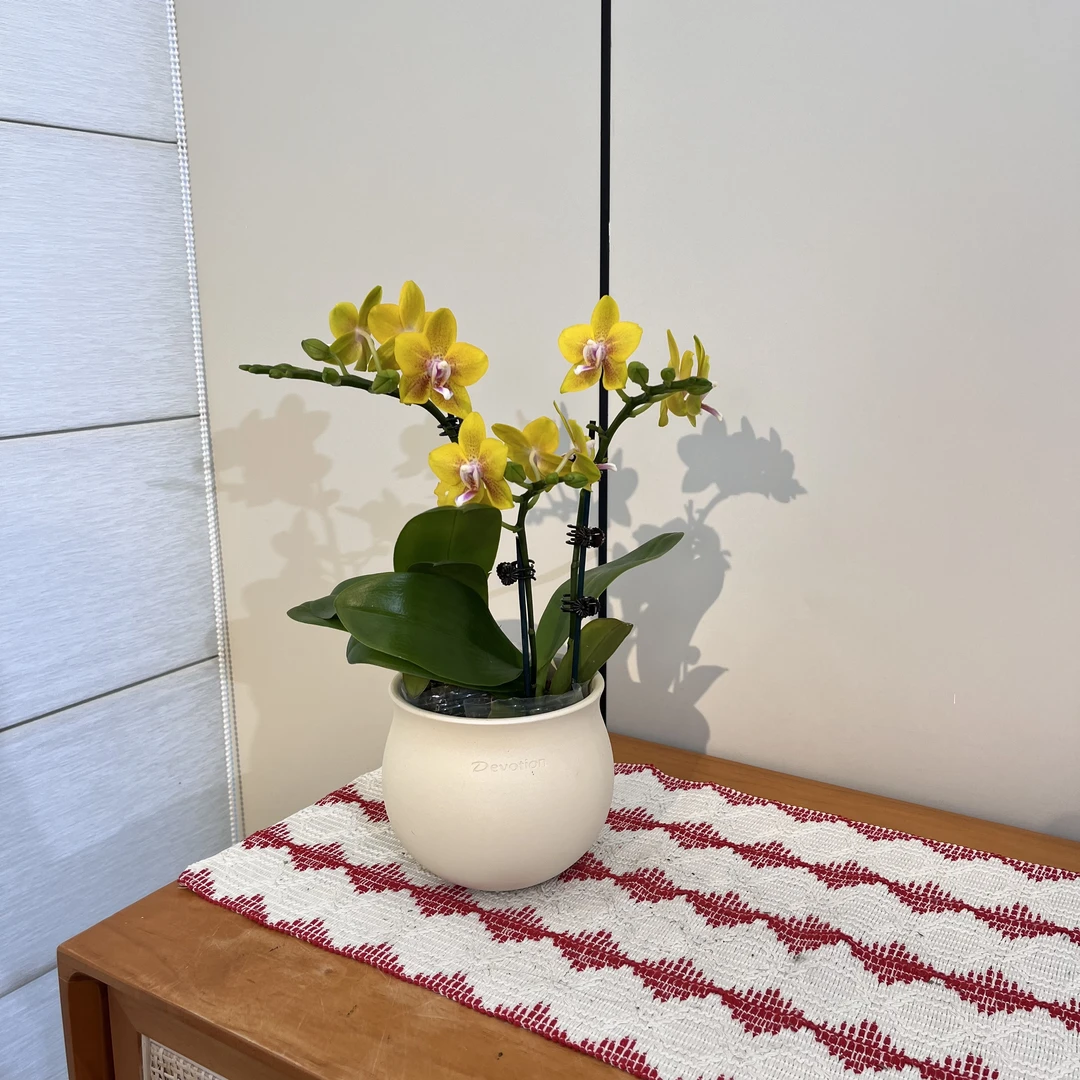 【彼自豪】黄色系可爱型花花 办公室高端鲜花
