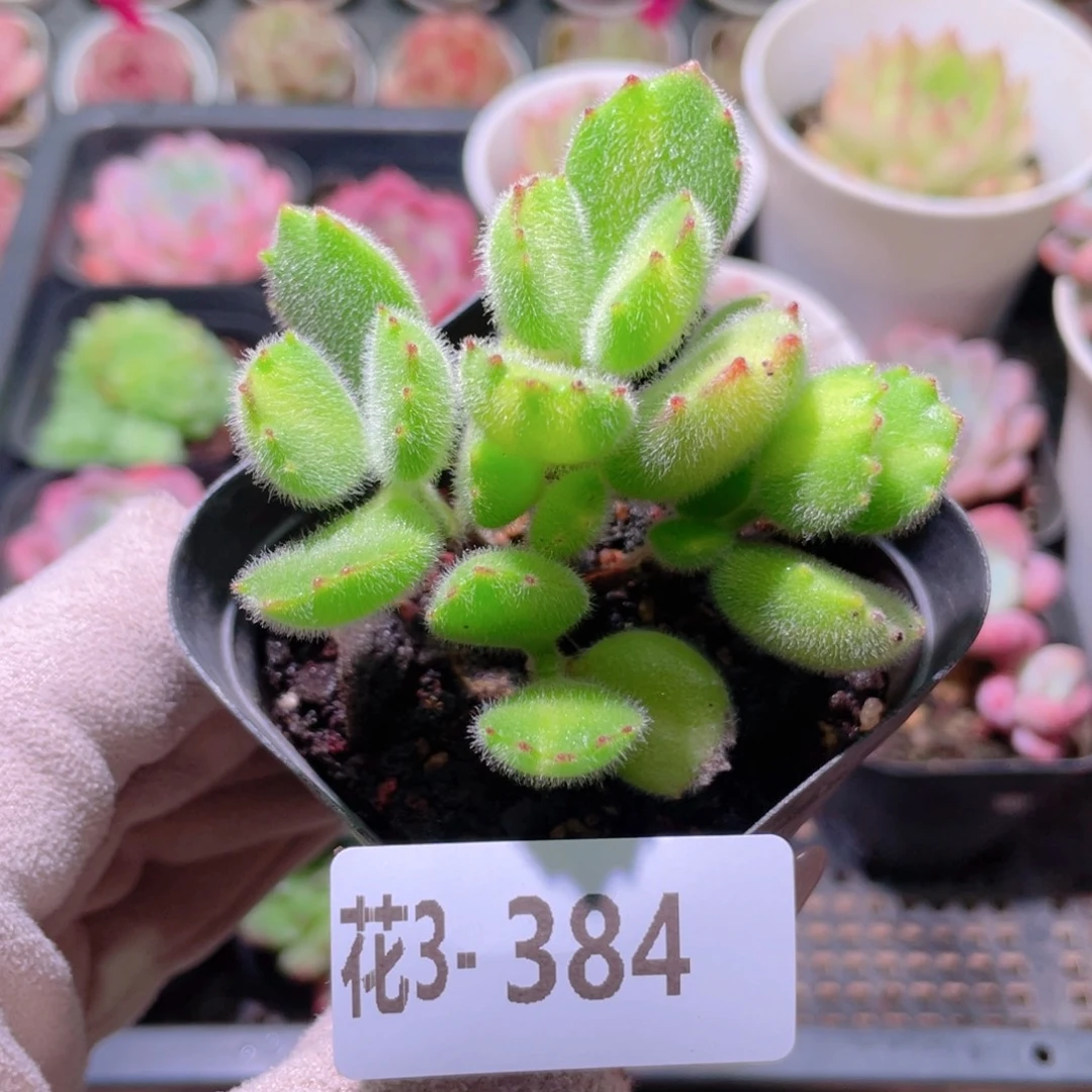 花利美3-384黄熊  不售后