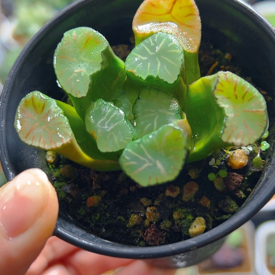 红纹大境万象多肉