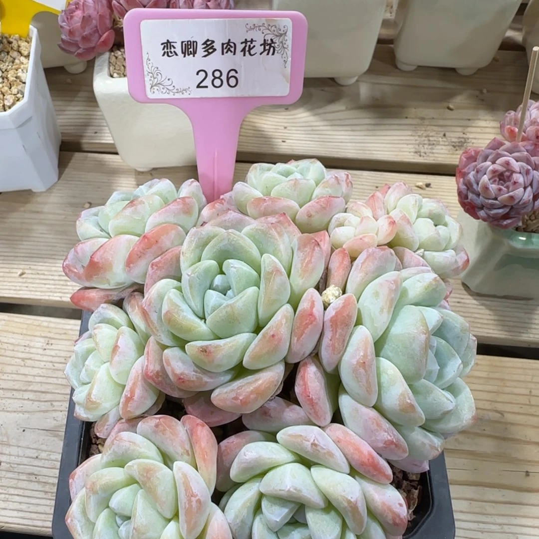 286冰玉多头有砍老桩