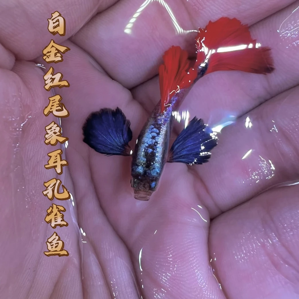 【白金象耳】孔雀鱼成年鱼种鱼好养耐活适合新手的观赏鱼