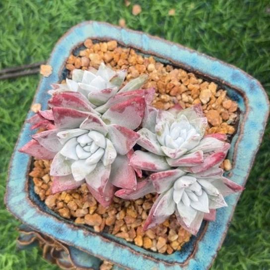 流丹白豪～一物一拍7495